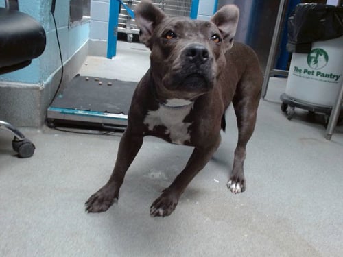 NOVA - American Pit Bull Terrier available for adoption