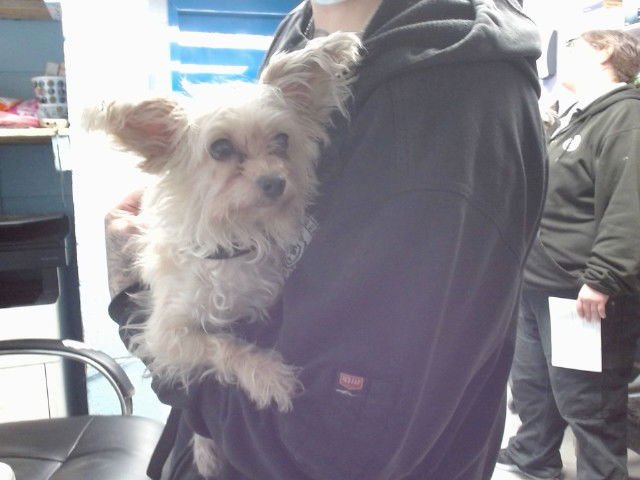 MISTY - Yorkshire Terrier Yorkie / Chihuahua available for adoption