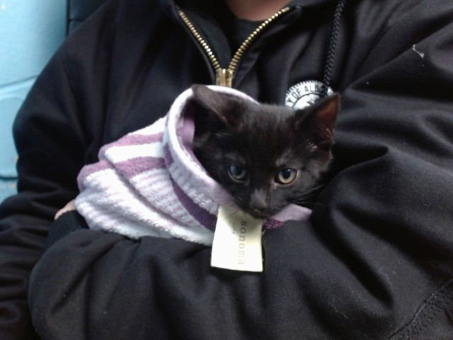 STORM - Domestic Short Hair available for adoption