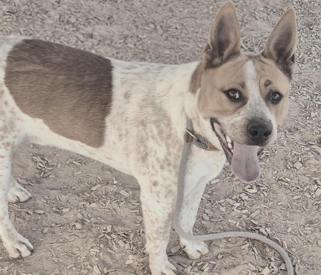 HUNTER - Australian Cattle Dog/Blue Heeler / American Pit Bull Terrier available for adoption