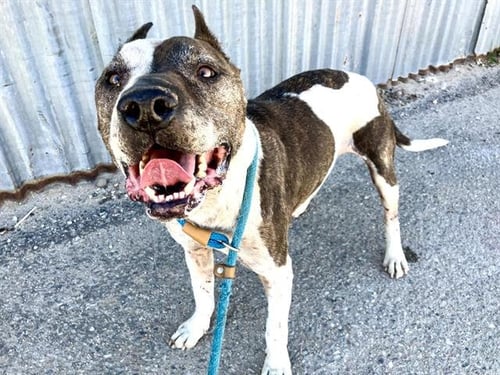 GHOST - American Pit Bull Terrier available for adoption