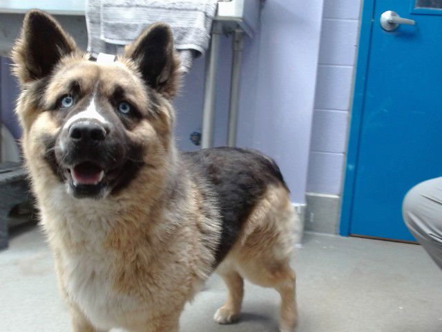 RAY - Australian Shepherd available for adoption