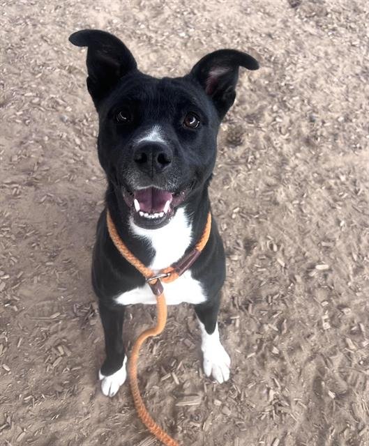 STORM - Labrador Retriever available for adoption