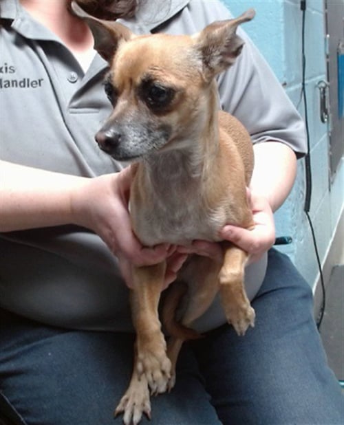 BONITA - Chihuahua available for adoption