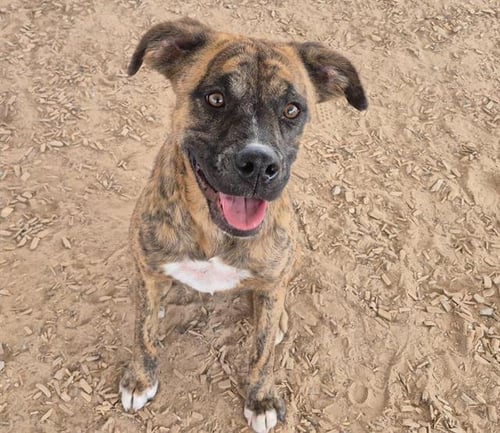 ROSIE - Dutch Shepherd available for adoption