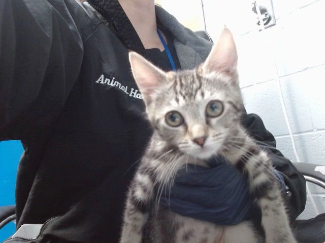 SASSIE - Domestic Short Hair available for adoption