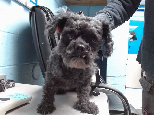 DASH - Poodle (Miniature) available for adoption