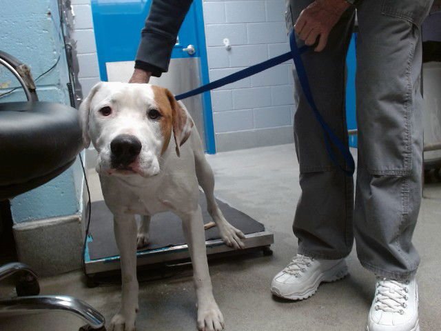 CHICA - American Pit Bull Terrier available for adoption