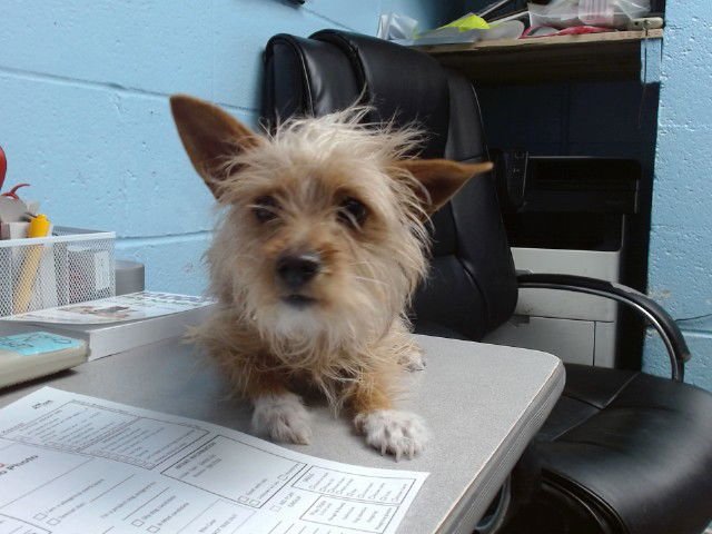 CORO - Cairn Terrier available for adoption