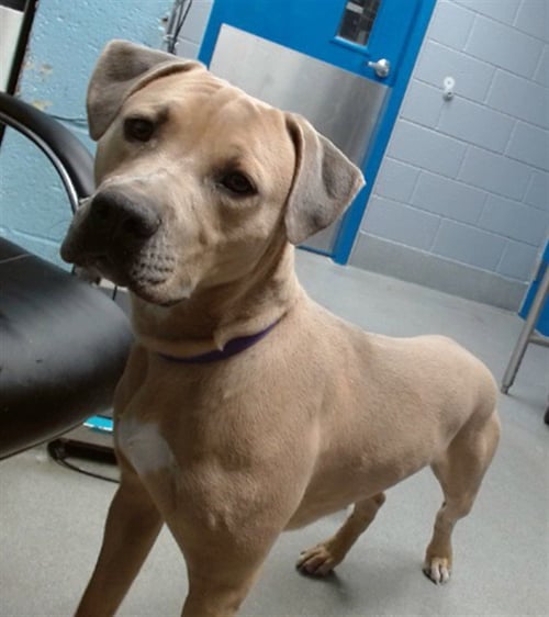 NEVIN - Pit Bull Terrier available for adoption