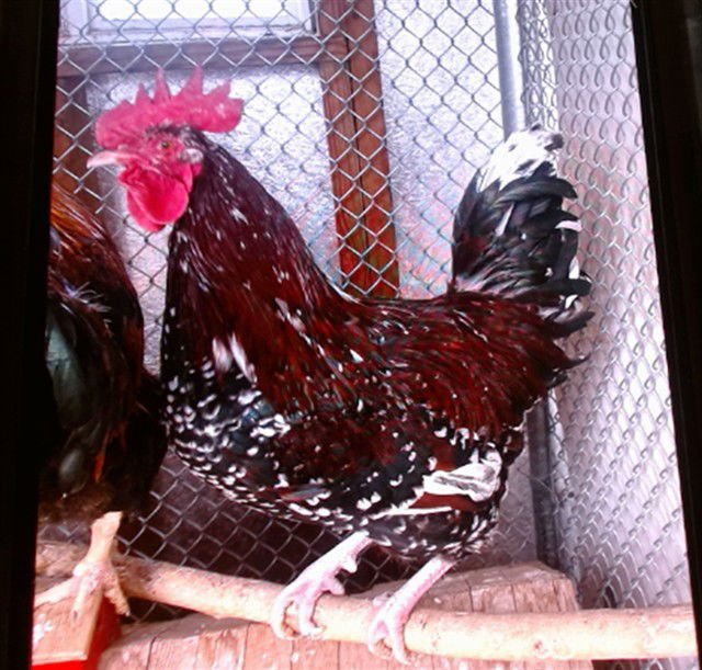 SPROCKET - Chicken available for adoption