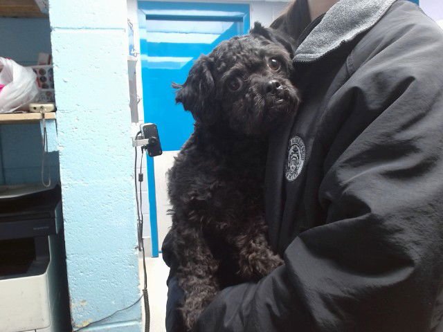 GUCCI - Poodle (Toy) available for adoption