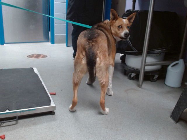 TIPPY - German Shepherd Dog / Australian Cattle Dog/Blue Heeler available for adoption