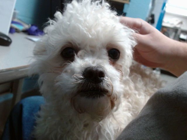 PALOMA - Poodle (Miniature) available for adoption