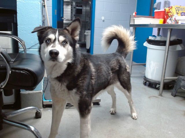BENTLEY - Siberian Husky available for adoption