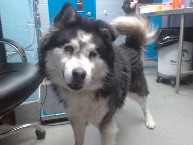 KOBE - Alaskan Malamute available for adoption