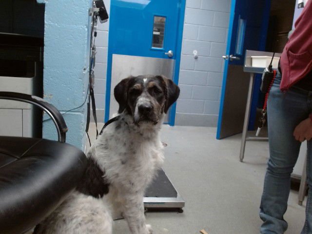 COWBOY - Presa Canario / Poodle (Standard) available for adoption