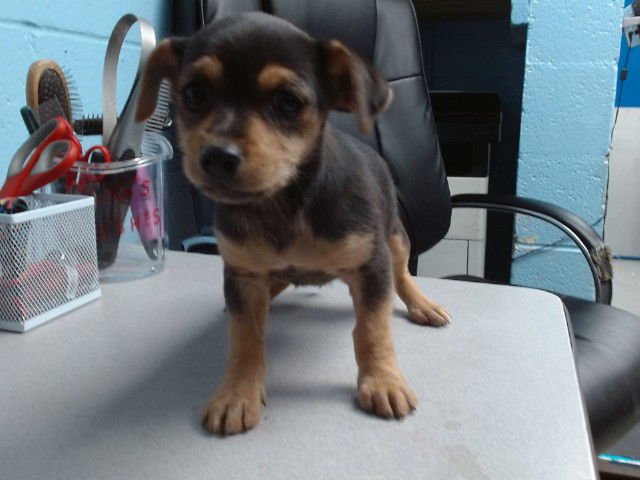 GARLIC - Border Terrier available for adoption