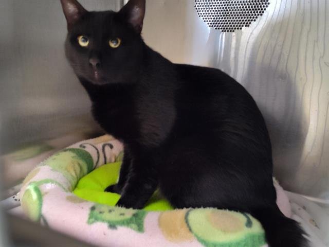 VICTOR - Domestic Short Hair available for adoption