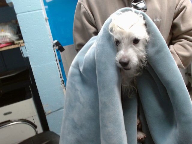 EVEREST - Poodle (Miniature) / Shih Tzu available for adoption