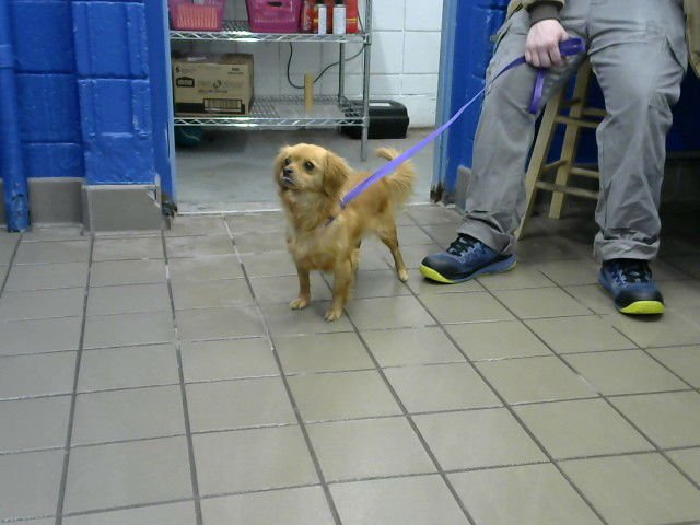 CHLOE - Chihuahua available for adoption