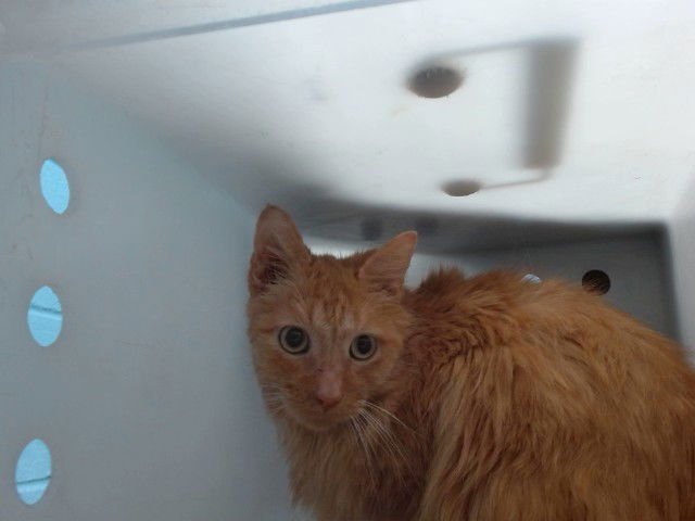 BO - Domestic Medium Hair available for adoption