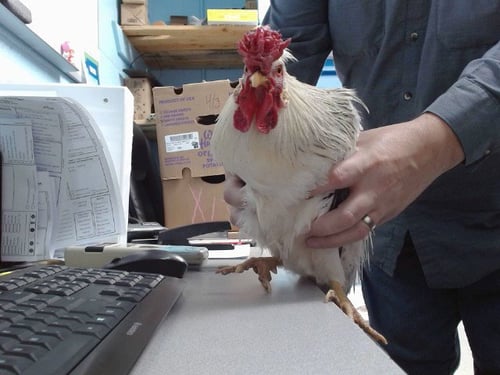 BLANCO - Chicken available for adoption