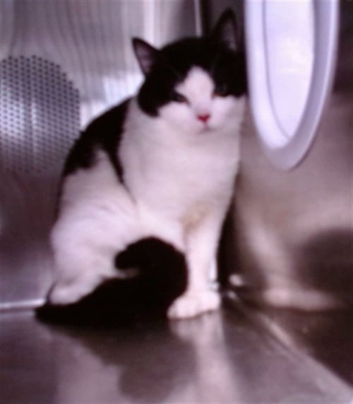 LEAF - Domestic Short Hair available for adoption
