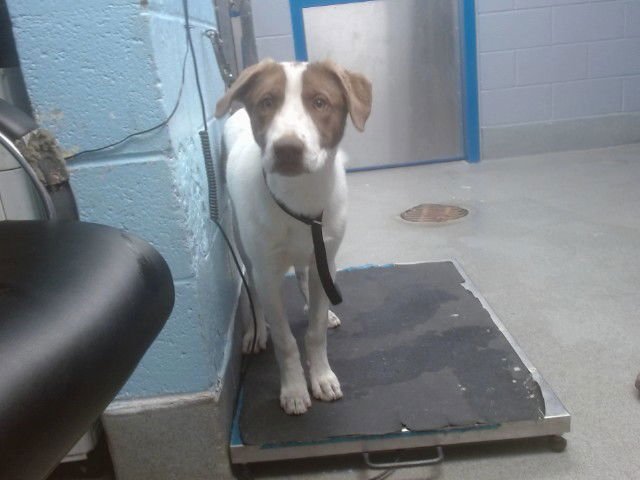 PRINCE - Labrador Retriever available for adoption