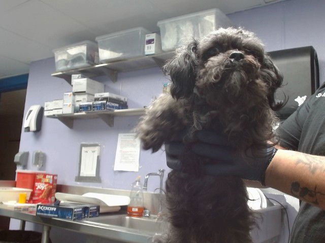 HONEY - Poodle (Miniature) available for adoption