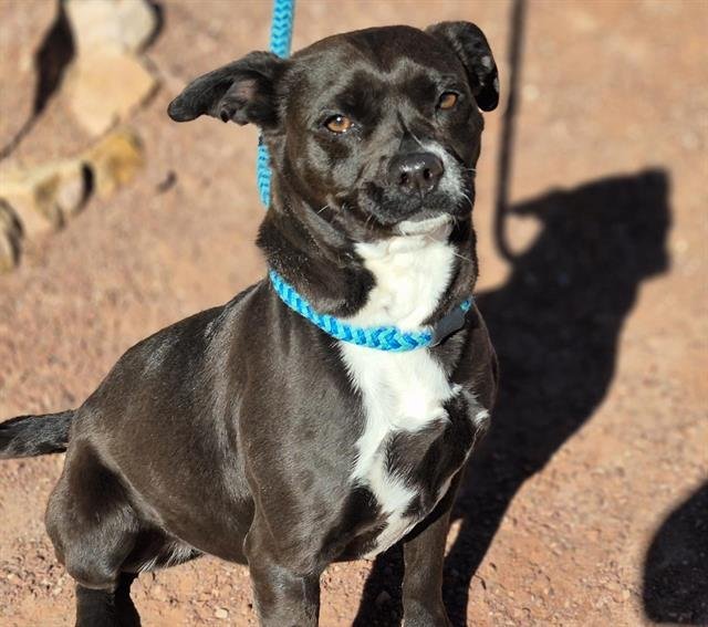 MARCIE - Labrador Retriever available for adoption