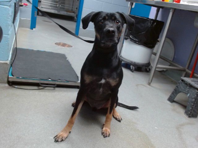 BOY - Rottweiler available for adoption