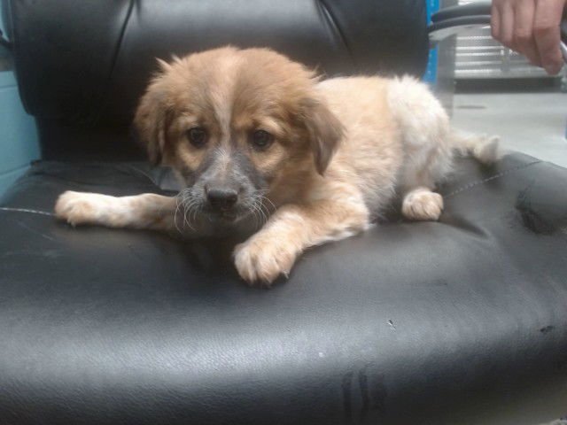 GINGERSNAP - Australian Cattle Dog/Blue Heeler available for adoption