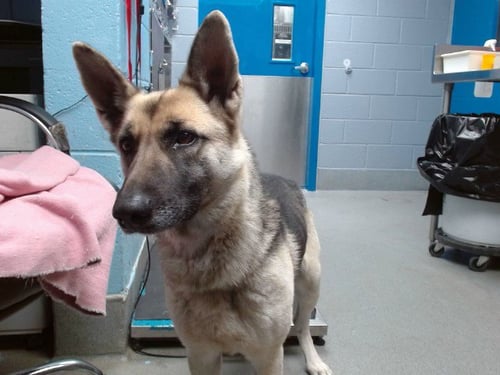 PAULITTE - German Shepherd Dog available for adoption