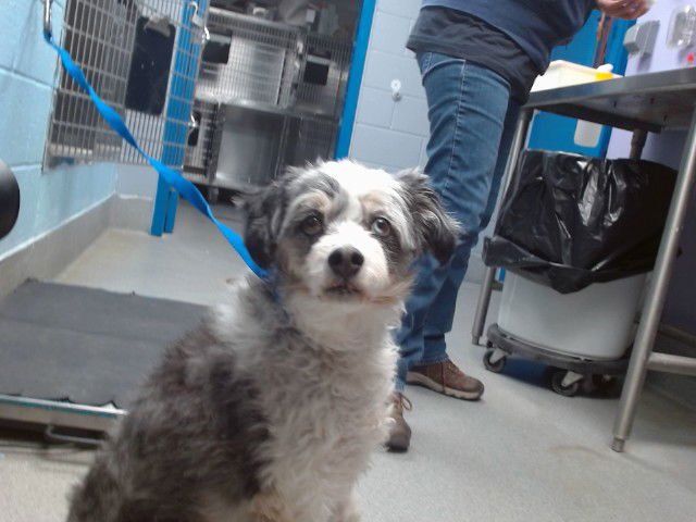 BENNY - Australian Shepherd available for adoption