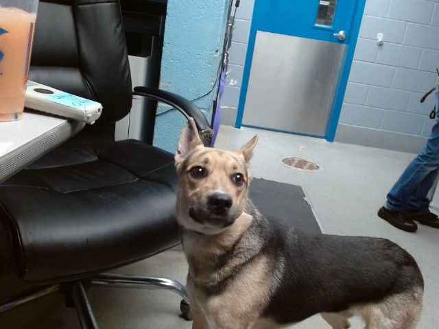 MARCUS - German Shepherd Dog available for adoption