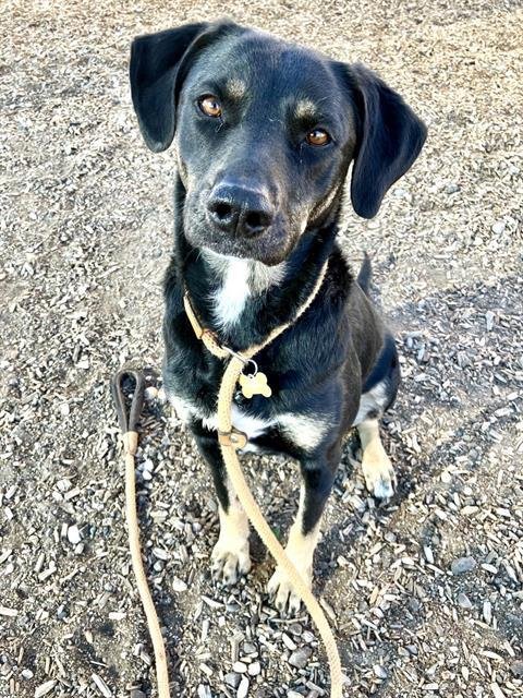 RILEY - German Shepherd Dog available for adoption