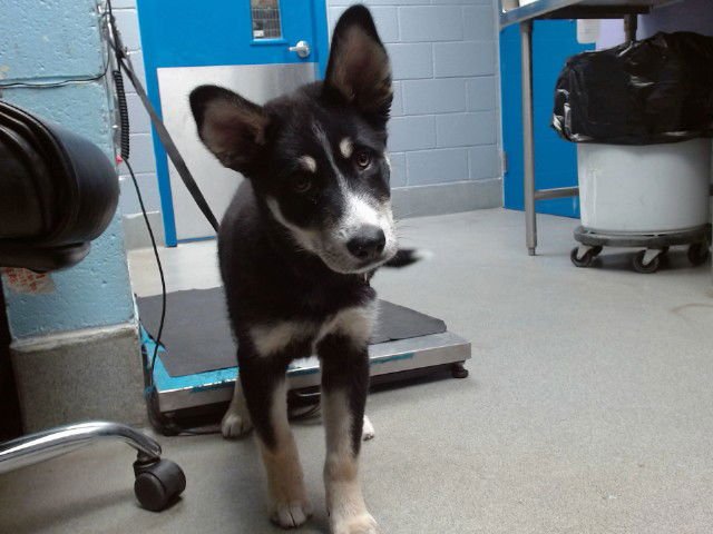 SLED - Siberian Husky available for adoption