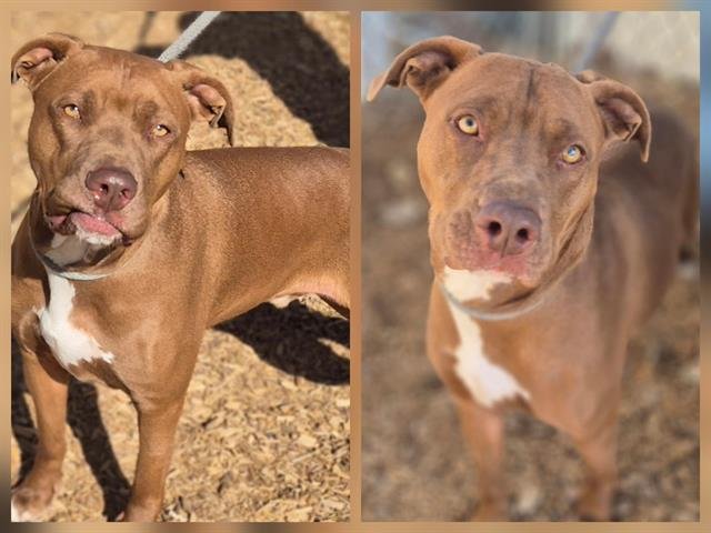 DIAMOND - American Pit Bull Terrier available for adoption