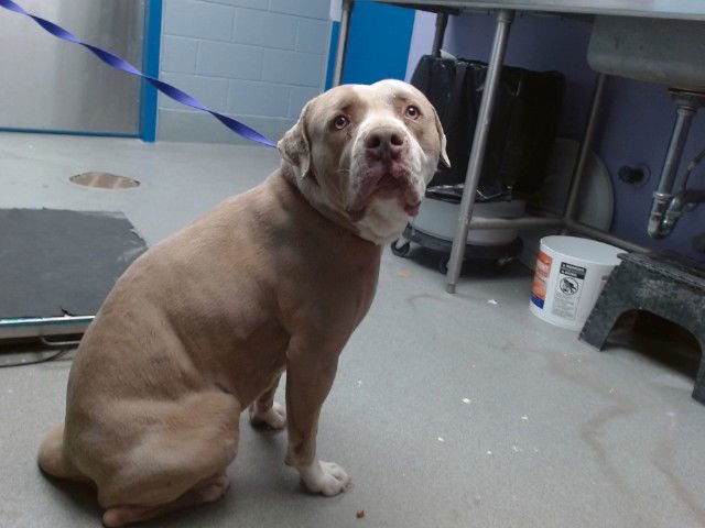 TYTY - American Pit Bull Terrier available for adoption