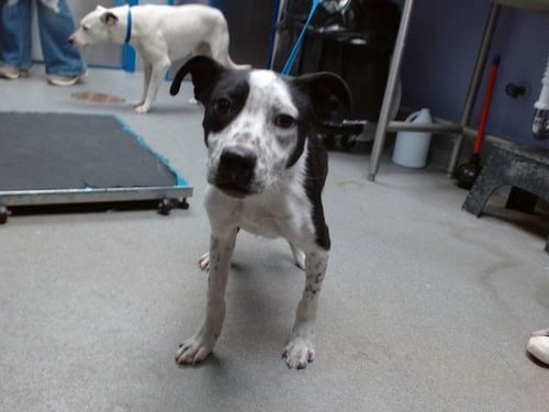 FLASH - American Pit Bull Terrier available for adoption