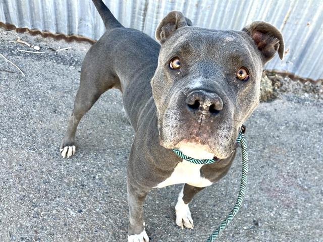 JAZZ - American Pit Bull Terrier available for adoption