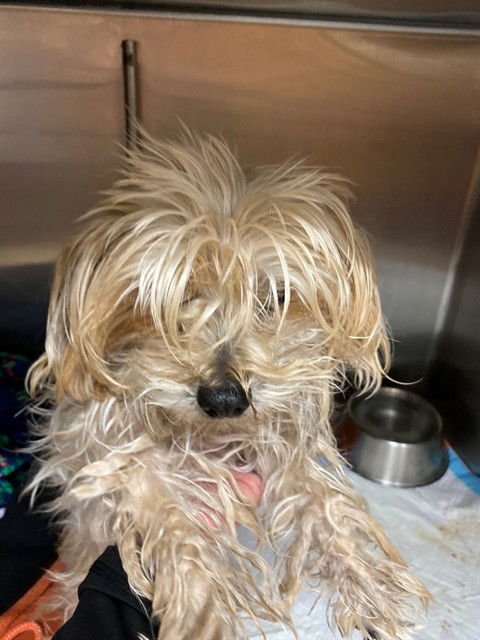 ABIGAIL - Yorkshire Terrier Yorkie available for adoption