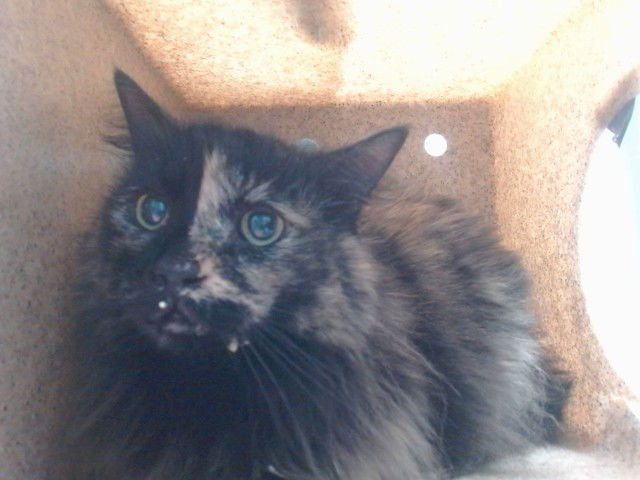 MINNIE - Domestic Short Hair available for adoption