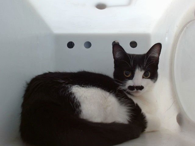MEOWSTACH - Domestic Short Hair available for adoption