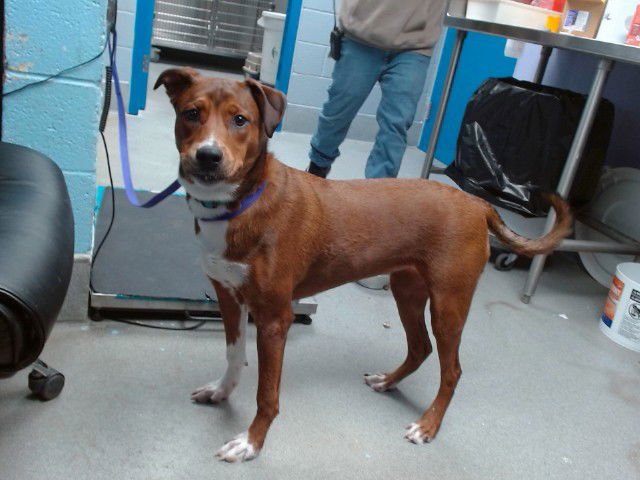 JAYDE - Pit Bull Terrier available for adoption