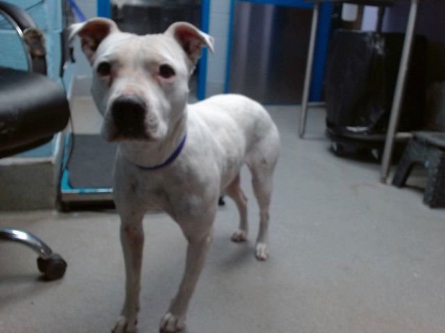 SNOWFLAKE - American Pit Bull Terrier available for adoption