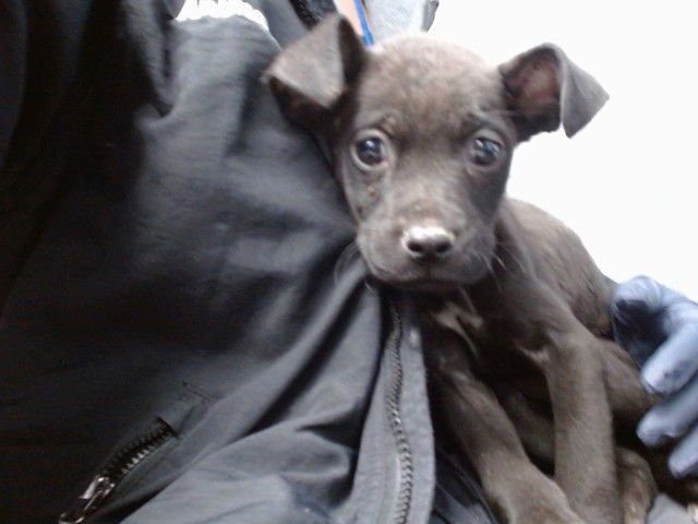 RIVER - Labrador Retriever available for adoption