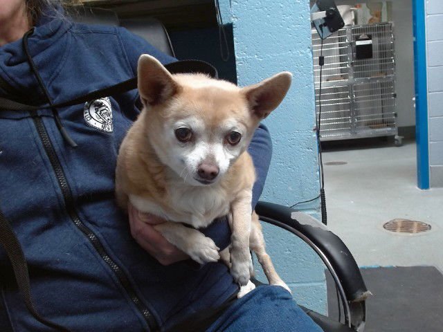 WEDITA - Chihuahua available for adoption