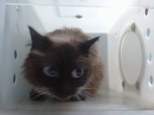 ESME - Domestic Medium Hair available for adoption